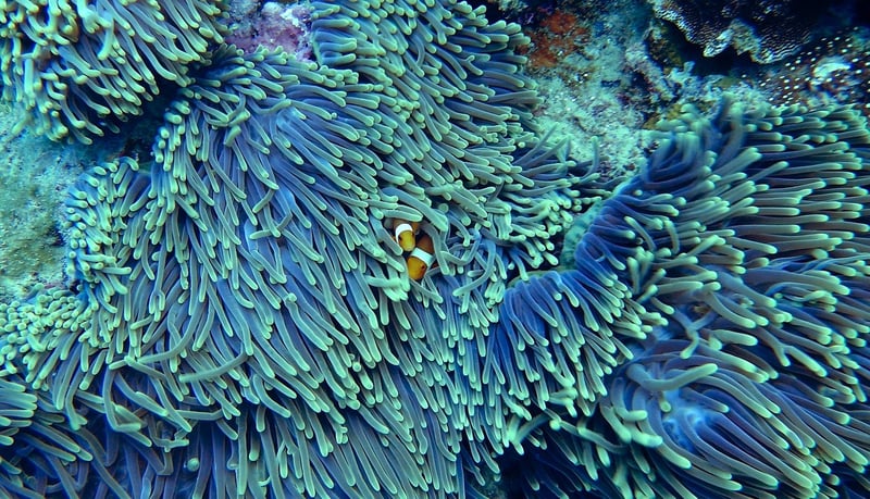 Coral Detail
