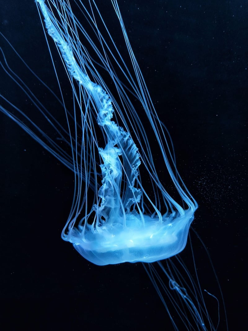 Bioluminescence Image